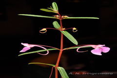 Impatiens fasciculata